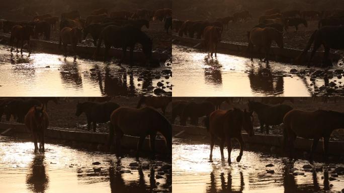 马群在溪边喝水