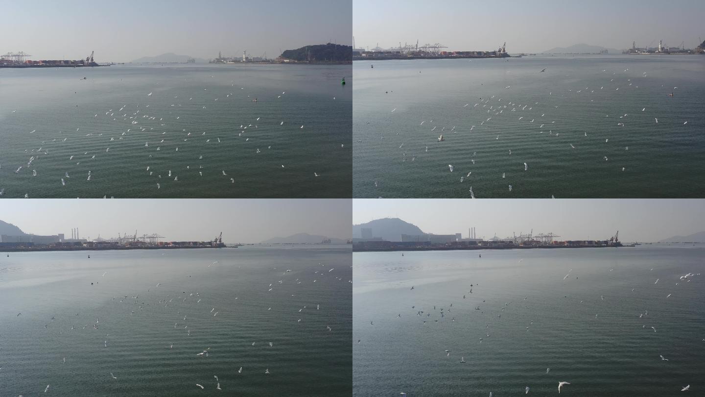 深圳前海大铲湾白鹭成群悠然飞翔在海面