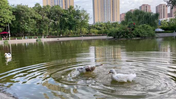 两个小鸭子在人工湖的水中洗澡