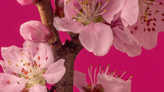 桃花盛开的水平格式延时4k视频。春天桃花盛开的视频。垂直摄像头移动。