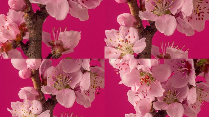桃花盛开的水平格式延时4k视频。春天桃花盛开的视频。垂直摄像头移动。