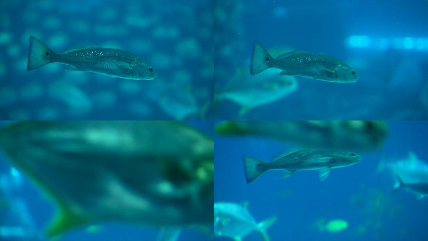 海洋公园 鲸鲨馆 鱼群