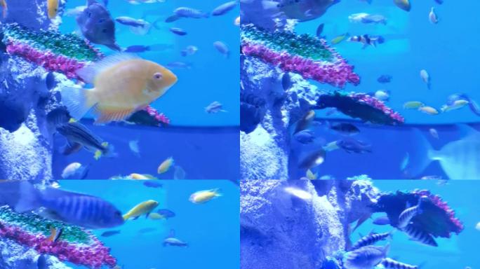 热带鱼自由自在的游泳观赏鱼素材视频