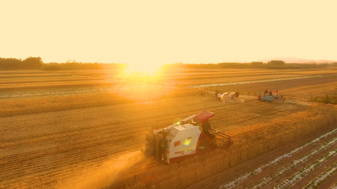 收割机割麦子（一组夕阳航拍镜头）