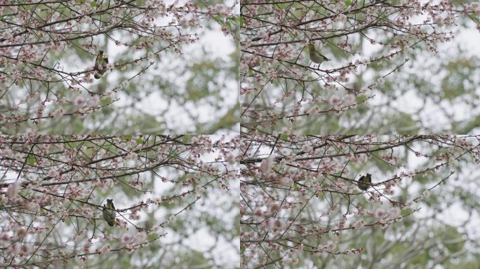 梅花林中的鸟鸟类栖息树丫