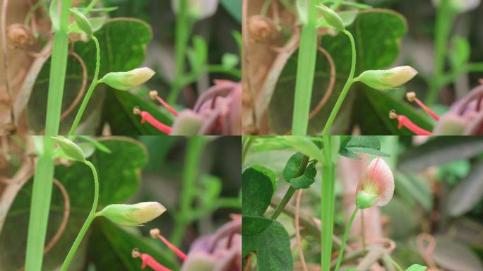 西班牙vetchling-Lathyrus clymenum延时视频