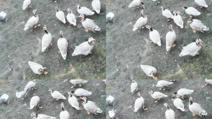 实拍鸽子群鸽吃食和平鸽子