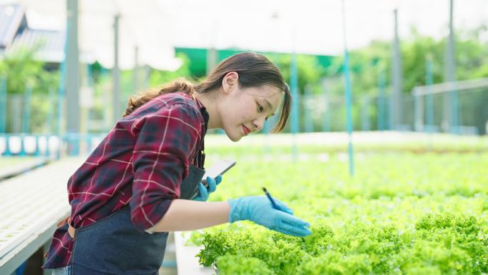 女农民使用数字平板电脑监控大型蔬菜农场的莴苣田