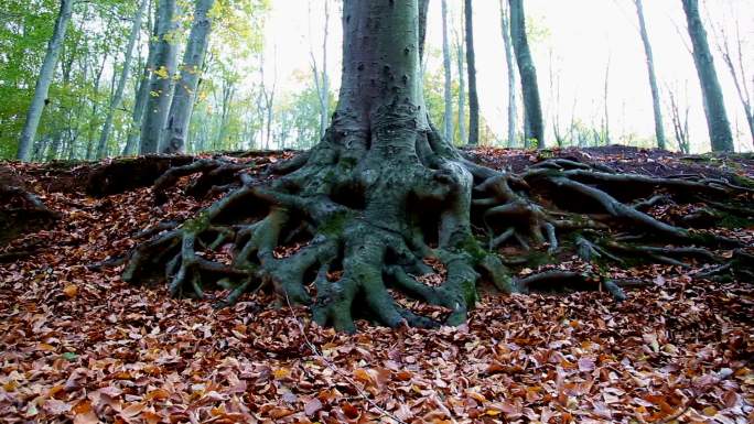 老树根，林中秋空镜头秋季树林古树落叶枯叶