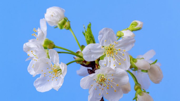 在蓝色背景上，一棵甜美的樱花绽放、生长和旋转的4k timelapse。盛开的小白李花。时间间隔为9