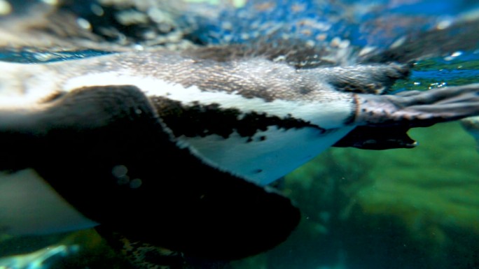 海洋公园 企鹅馆 企鹅游泳