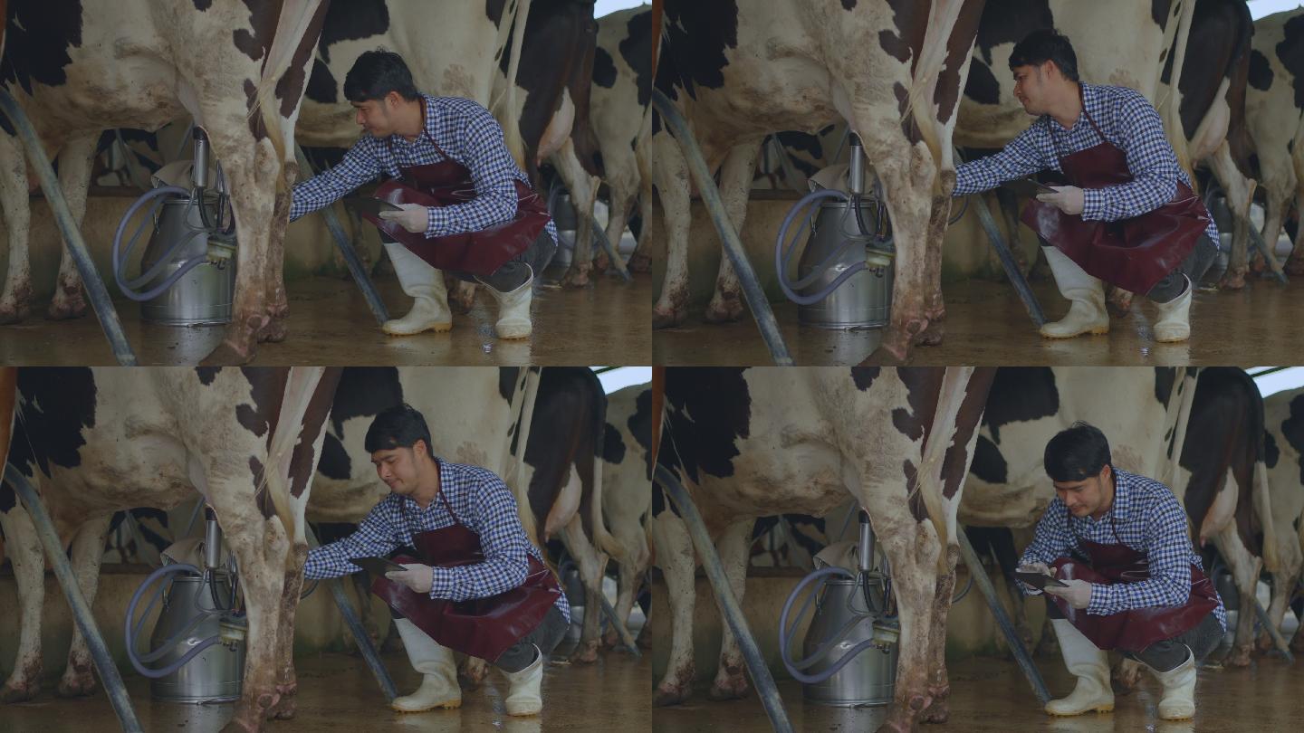 在奶牛场，男性农民使用平板电脑检查牲畜和牛奶质量