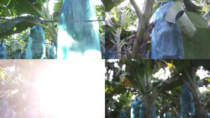 香蕉基地香蕉林乡村振兴科技助农农业示范基