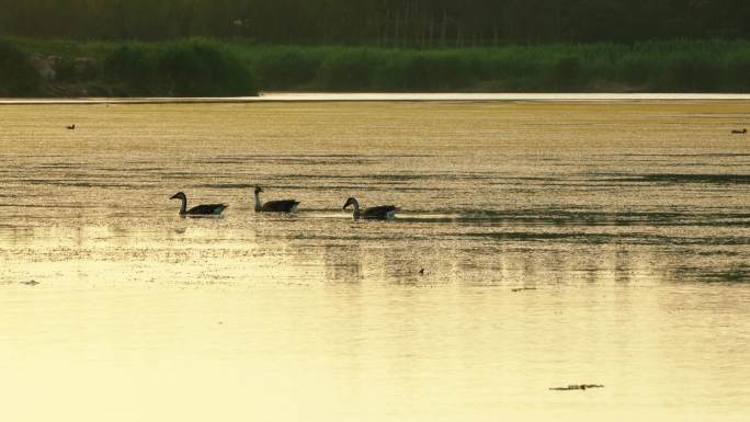 傍晚湿地公园里自由自在的鸟类