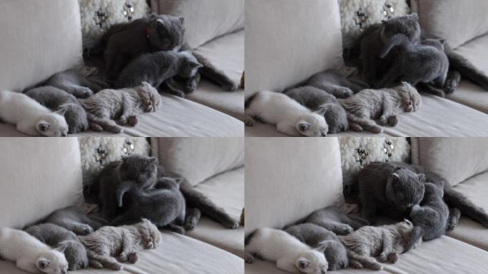 苏格兰折叠母猫，哺乳小猫