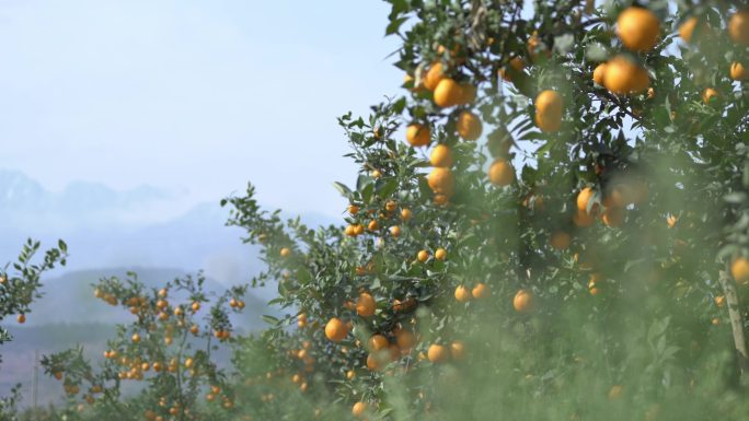 四川石棉黄果柑 阳光下的橙子