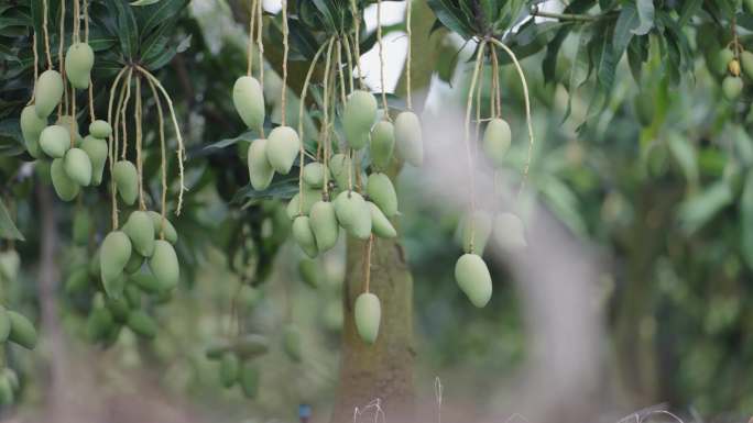 芒果 树上台农芒果3 水果  空镜头