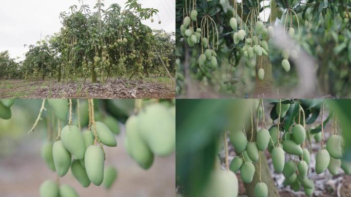 芒果 树上台农芒果3 水果  空镜头