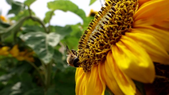 小蜜蜂在向日中飞舞采蜜，成为秋天里的风景