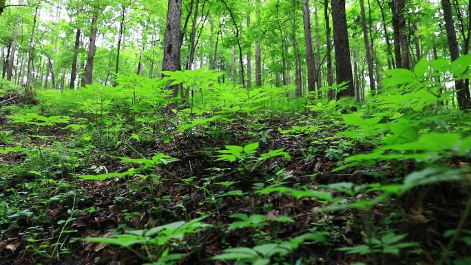 林下参 野山参