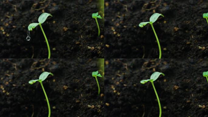 水滴雨滴下雨滴在叶子上
