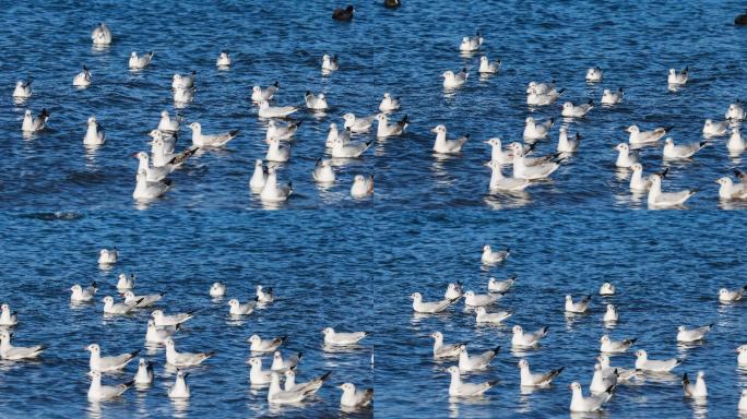 泸沽湖水禽特写镜头