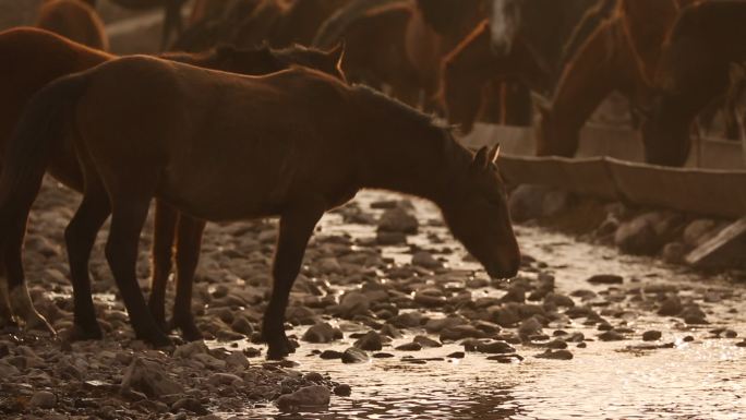 马群在溪边喝水