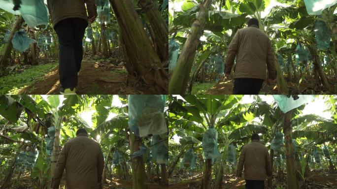 唯美香蕉基地果农男人行走在蕉园乡村振兴
