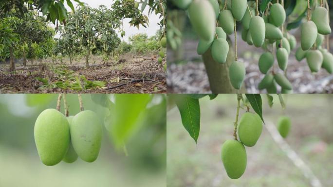 芒果 树上台农芒果1 水果  空镜头