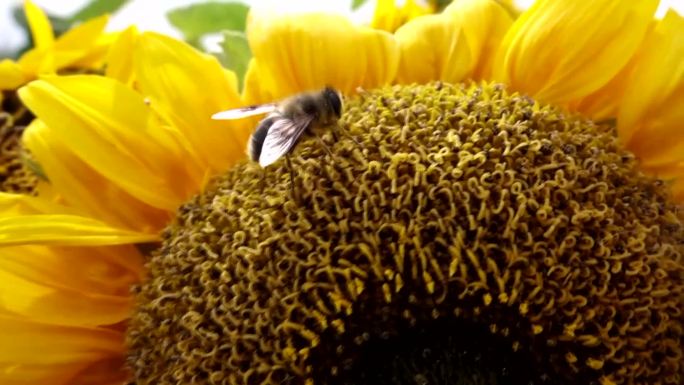 小蜜蜂在向日中飞舞采蜜，成为秋天里的风景