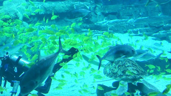 海洋公园 鲸鲨馆 潜水 鱼群
