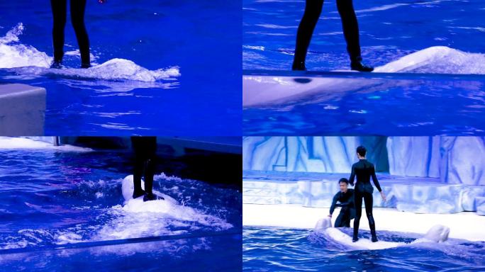 海洋公园 白鲸 表演