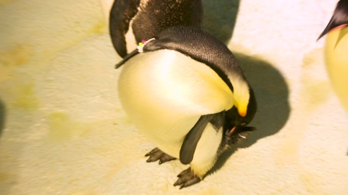 海洋公园 企鹅馆 动物