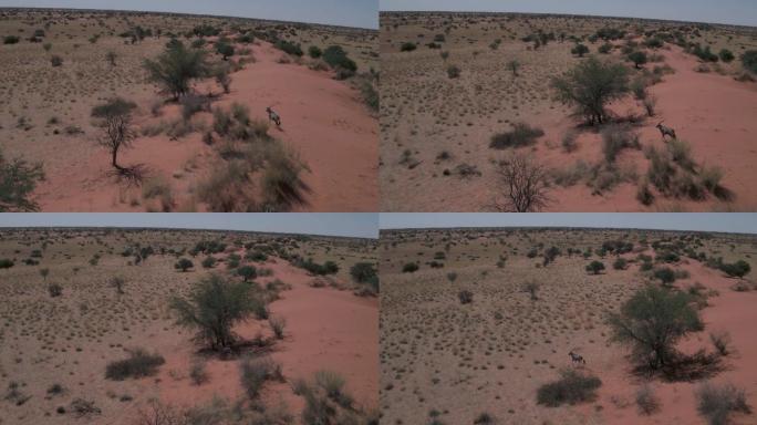一只孤独的羚羊在卡拉哈里沙漠的红色沙丘上奔跑