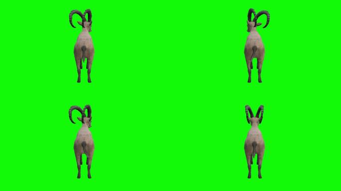 在绿色屏幕上等待ibex。动物、野生动物、游戏、返校、3d动画、短片、电影、卡通、有机、色度键、角色