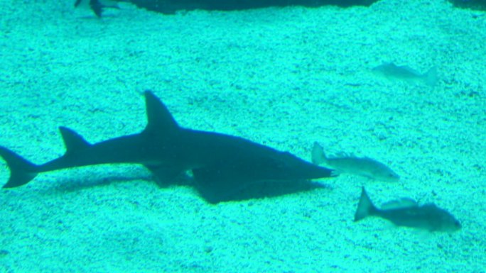 海洋公园 鲸鲨馆 鱼群