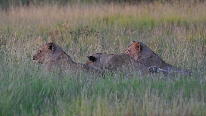 三只母狮一起躺在草地上，日落时打着哈欠