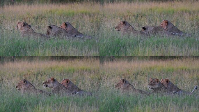 三只母狮一起躺在草地上，日落时打着哈欠