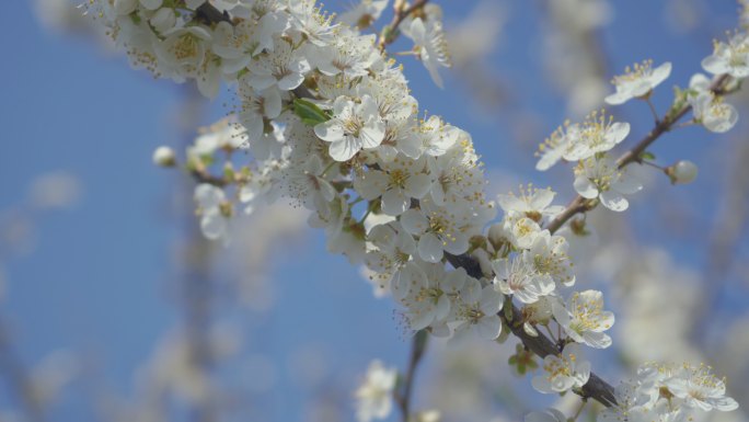 视频中，一棵梅花在蓝色背景下绽放和生长。盛开的李属小白花。4K视频剪辑比例为9:16。