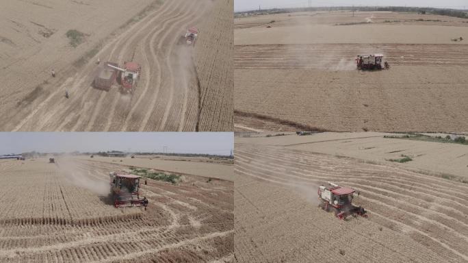 4k小麦收割 芒种 夏收航拍视频素材