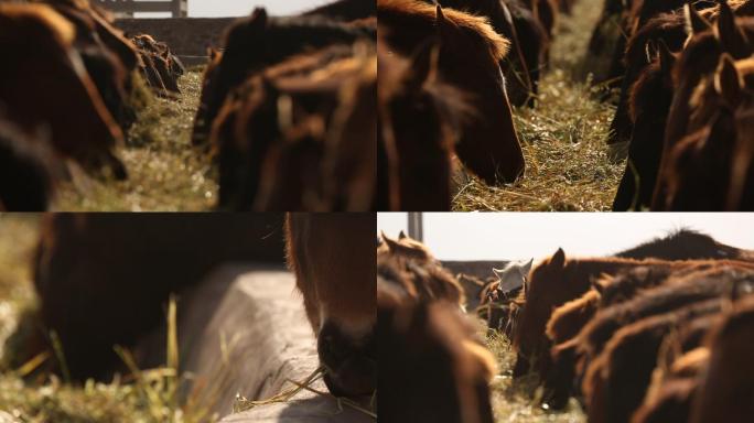 马吃草料
