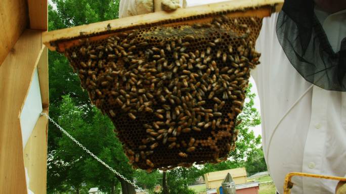 一个戴着养蜂面纱和手套的养蜂人在室外从蜂箱上取下一个框架