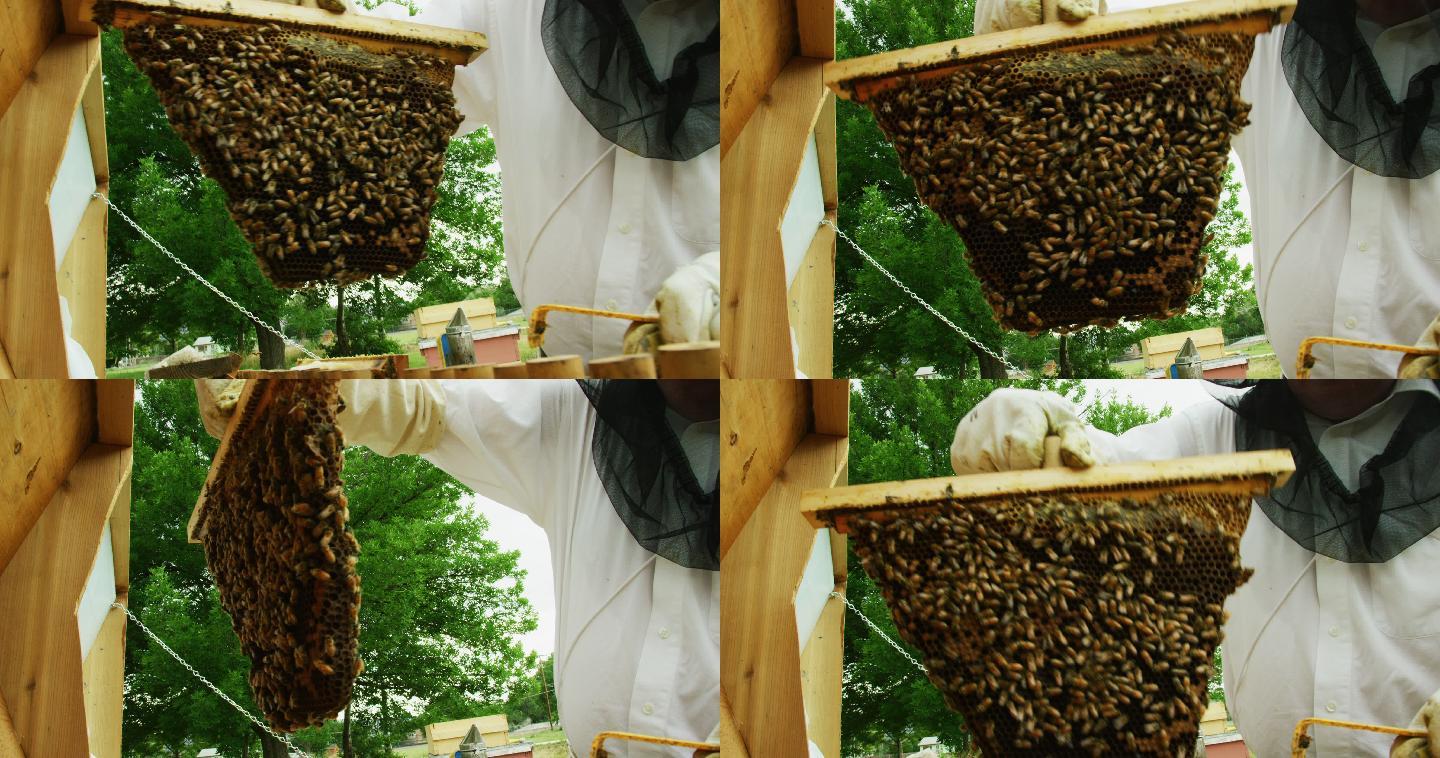 一个戴着养蜂面纱和手套的养蜂人在室外从蜂箱上取下一个框架