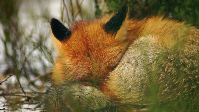 睡狐狸红色狐狸