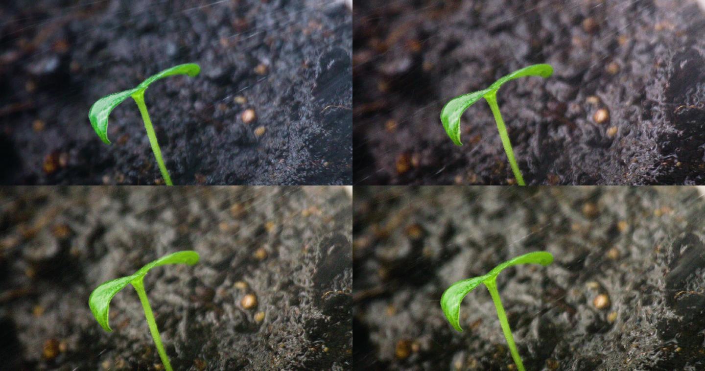 风雨中飘摇的小苗植物