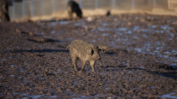 Mangalica仔猪探索潮湿肮脏的农场