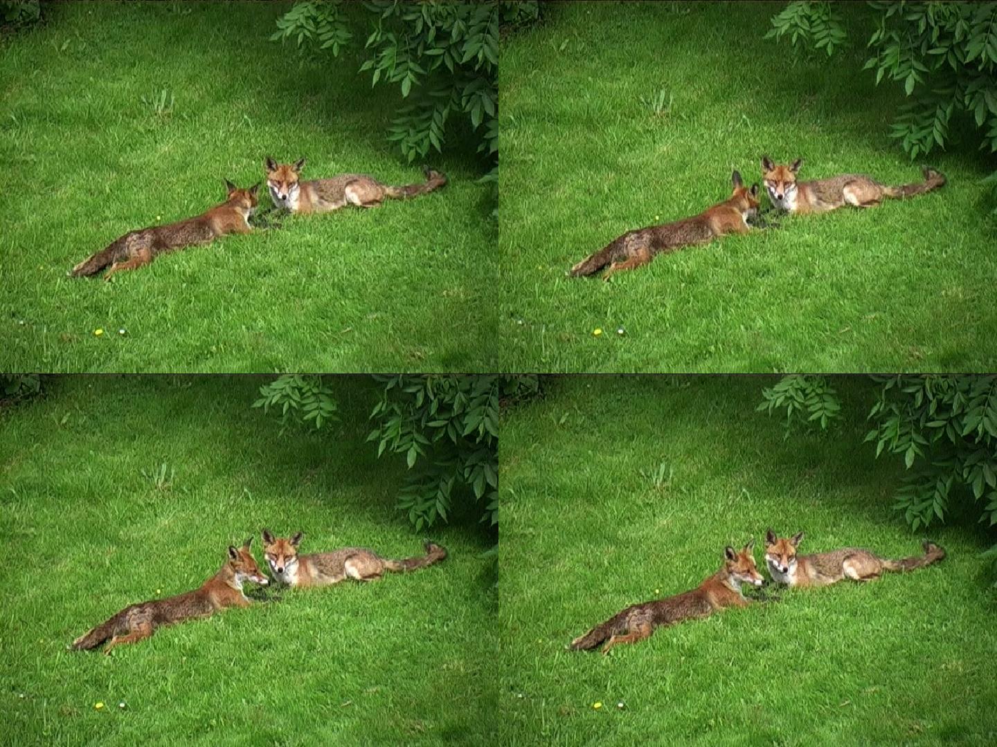 睡着的狐狸图片素材-编号40280747-图行天下