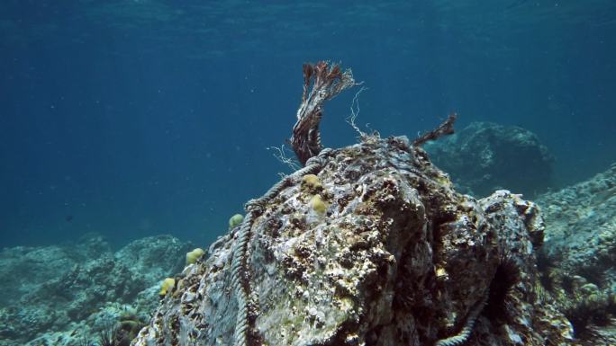 废弃渔具的幽灵网海洋废弃物污染海洋