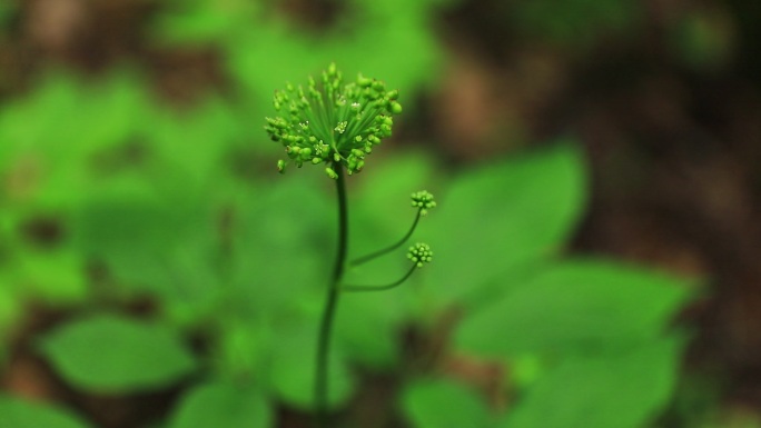 人参花