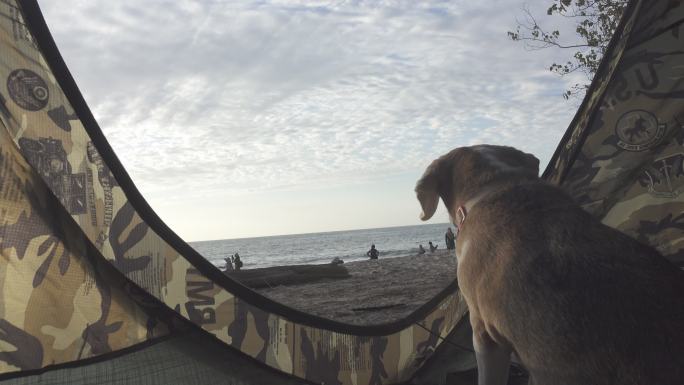 日落时比格犬的美丽肖像